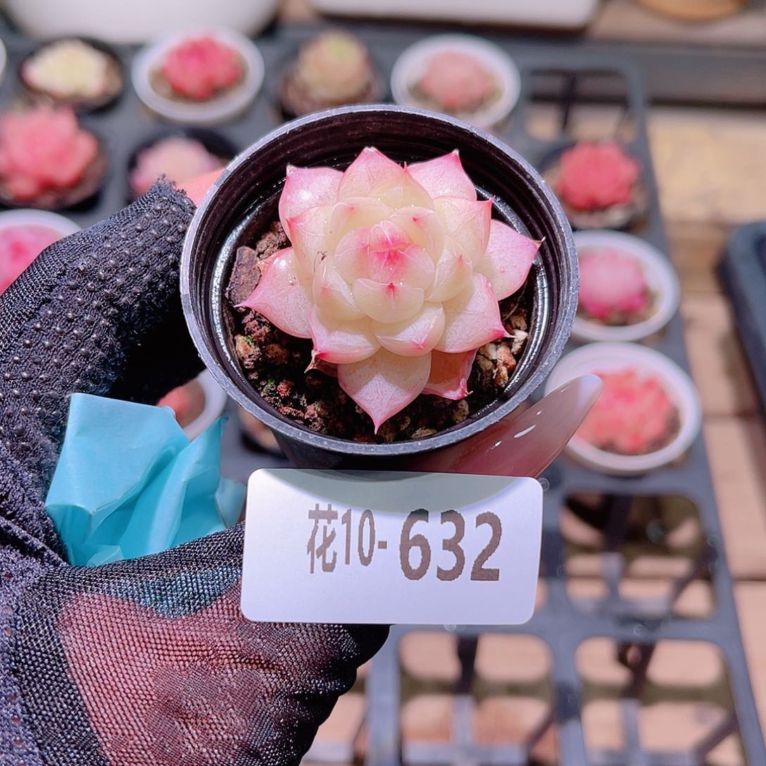 花利美10-632新品