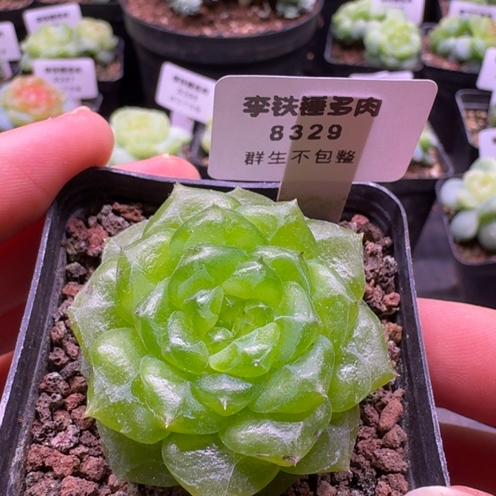 8329勋章一物一拍5cm盆