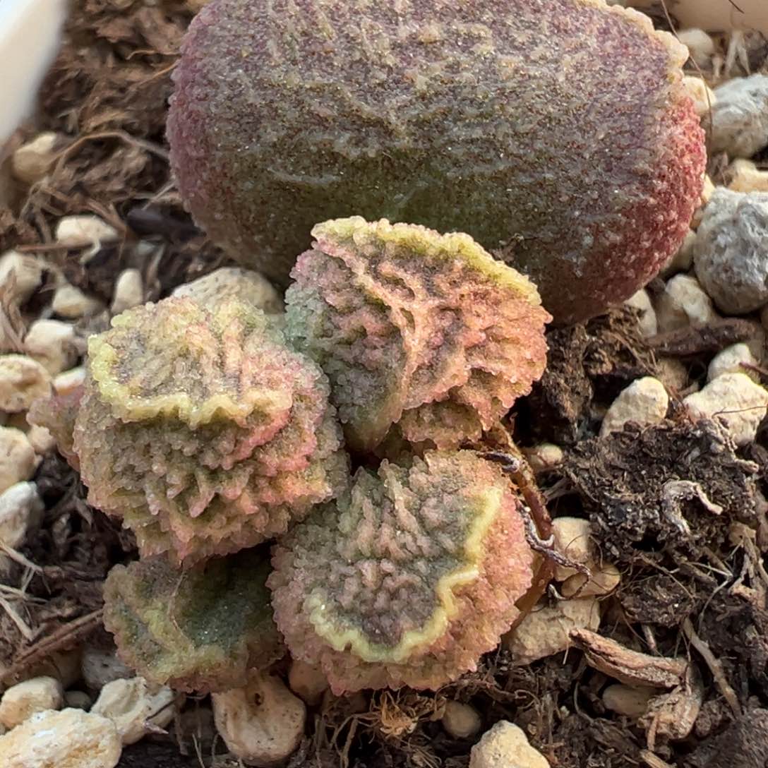 实生新品大苗倒刺满文