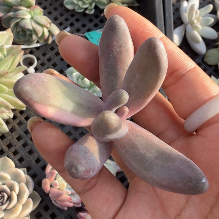 是**吖红手指锦 无根白锦