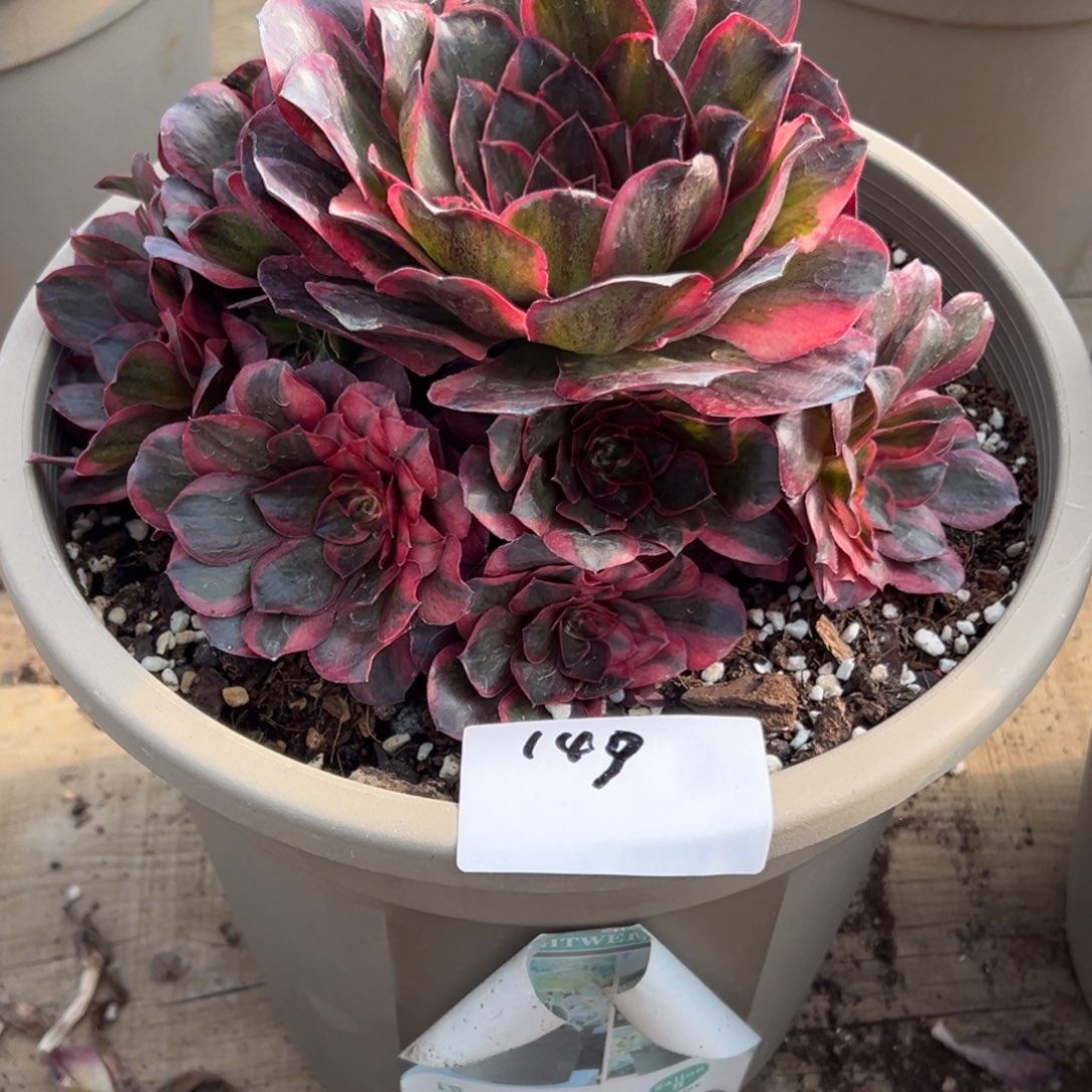 149纳福一个（零下勿拍）