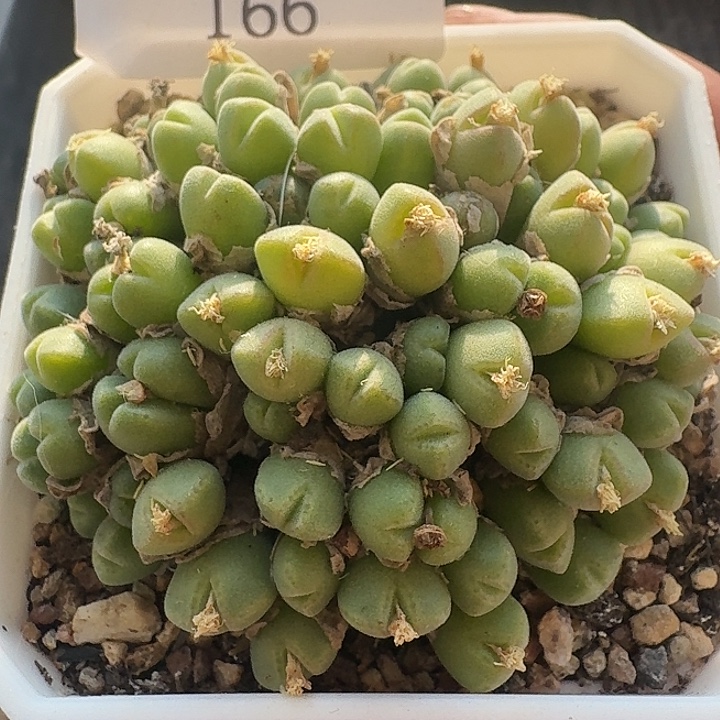 166 小米雏。       肉锥 