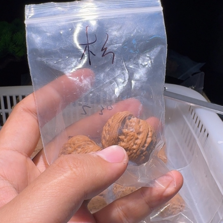 ゛***文玩核桃吊坠白狮子