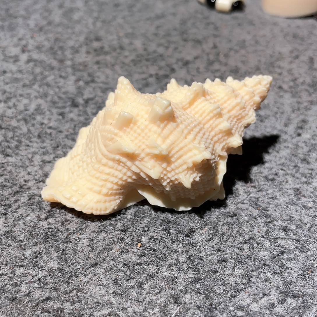 柏木（崖柏）象牙果海螺