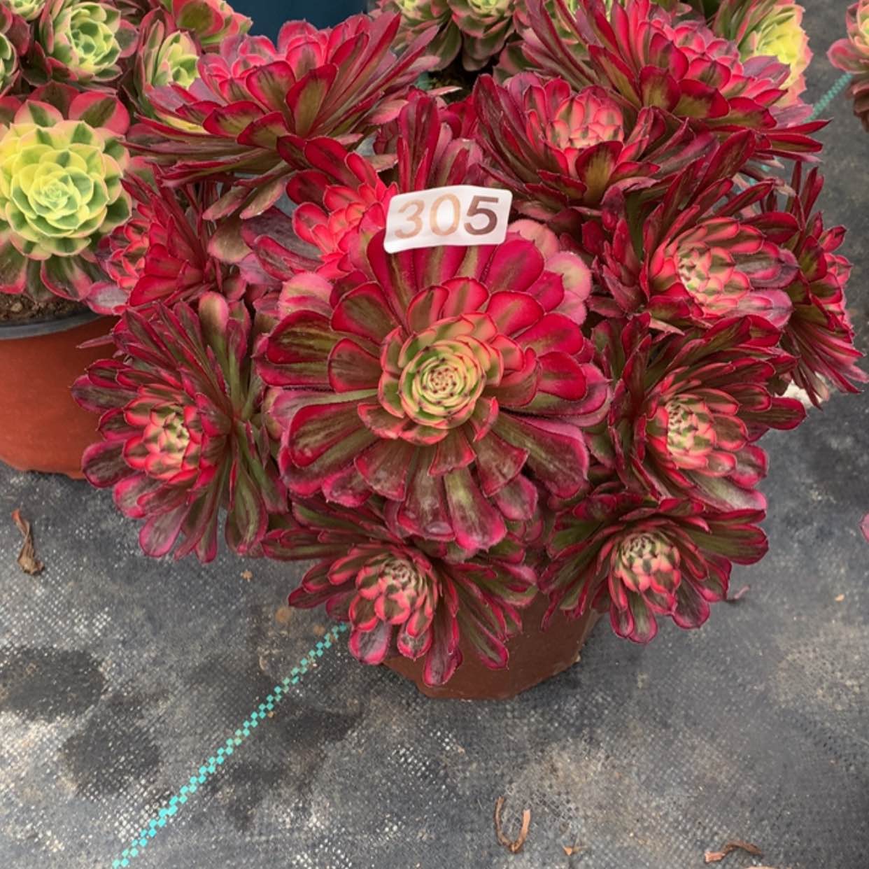 【闪购商品】305白月光