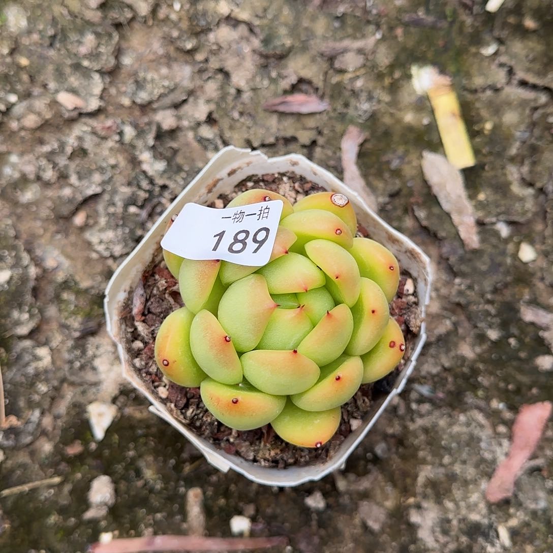 静****。189号 一物一拍