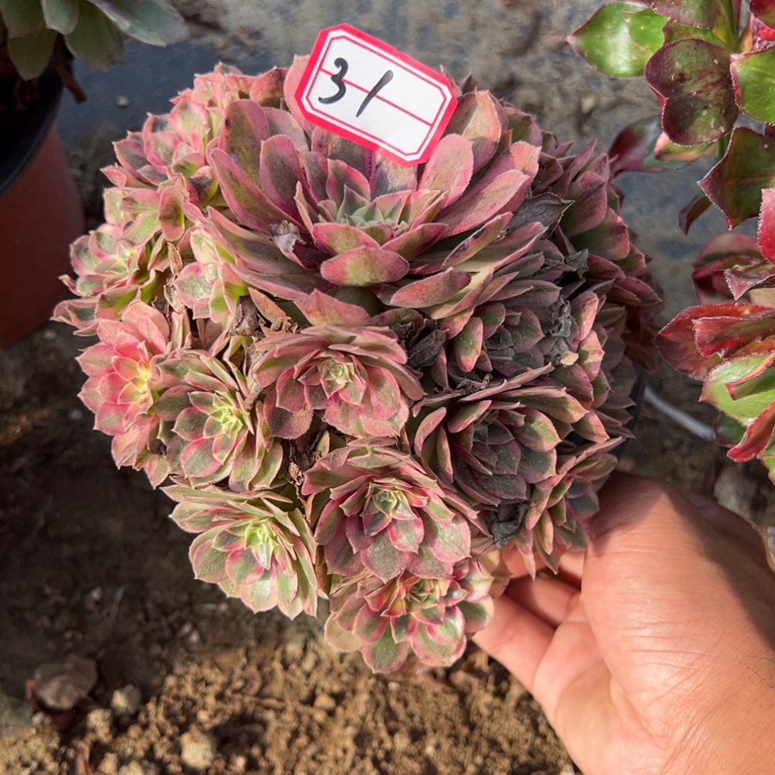 31半糖多肉植物法师多肉