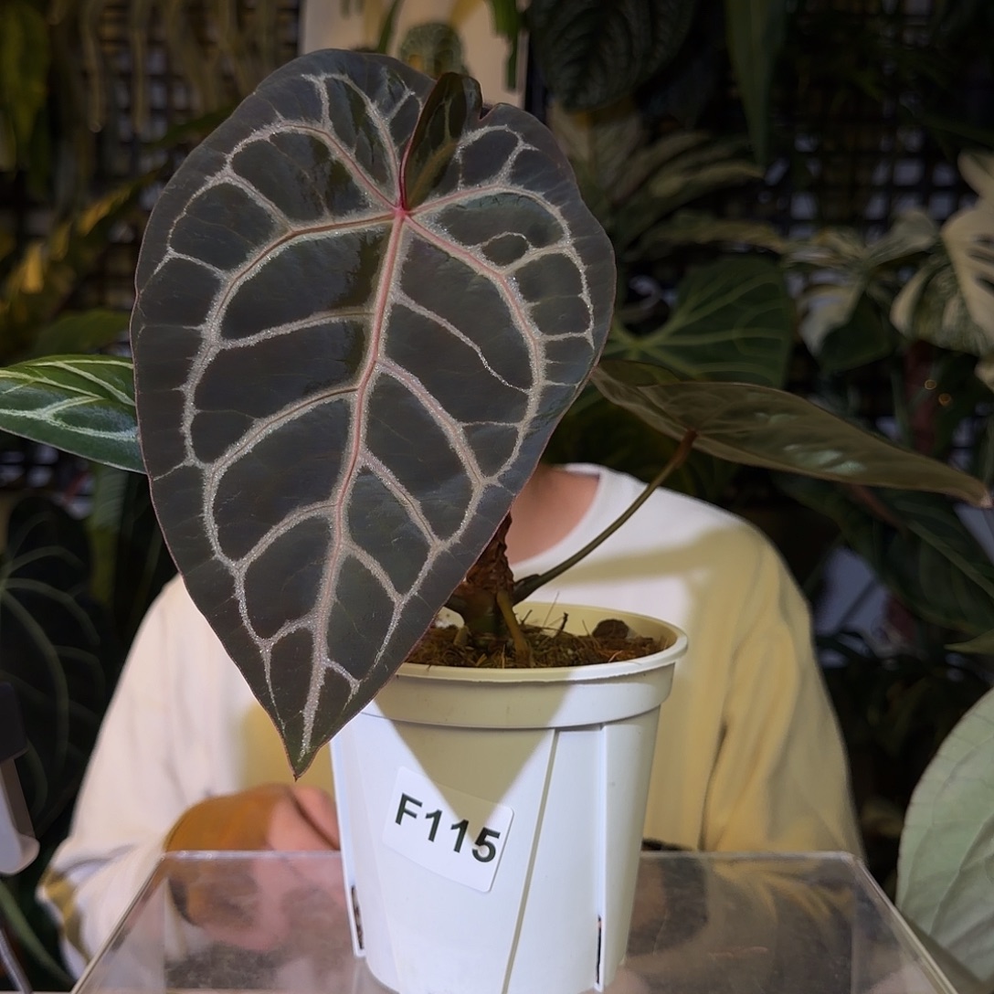 完全开放G116 神奇男孩杂红铜