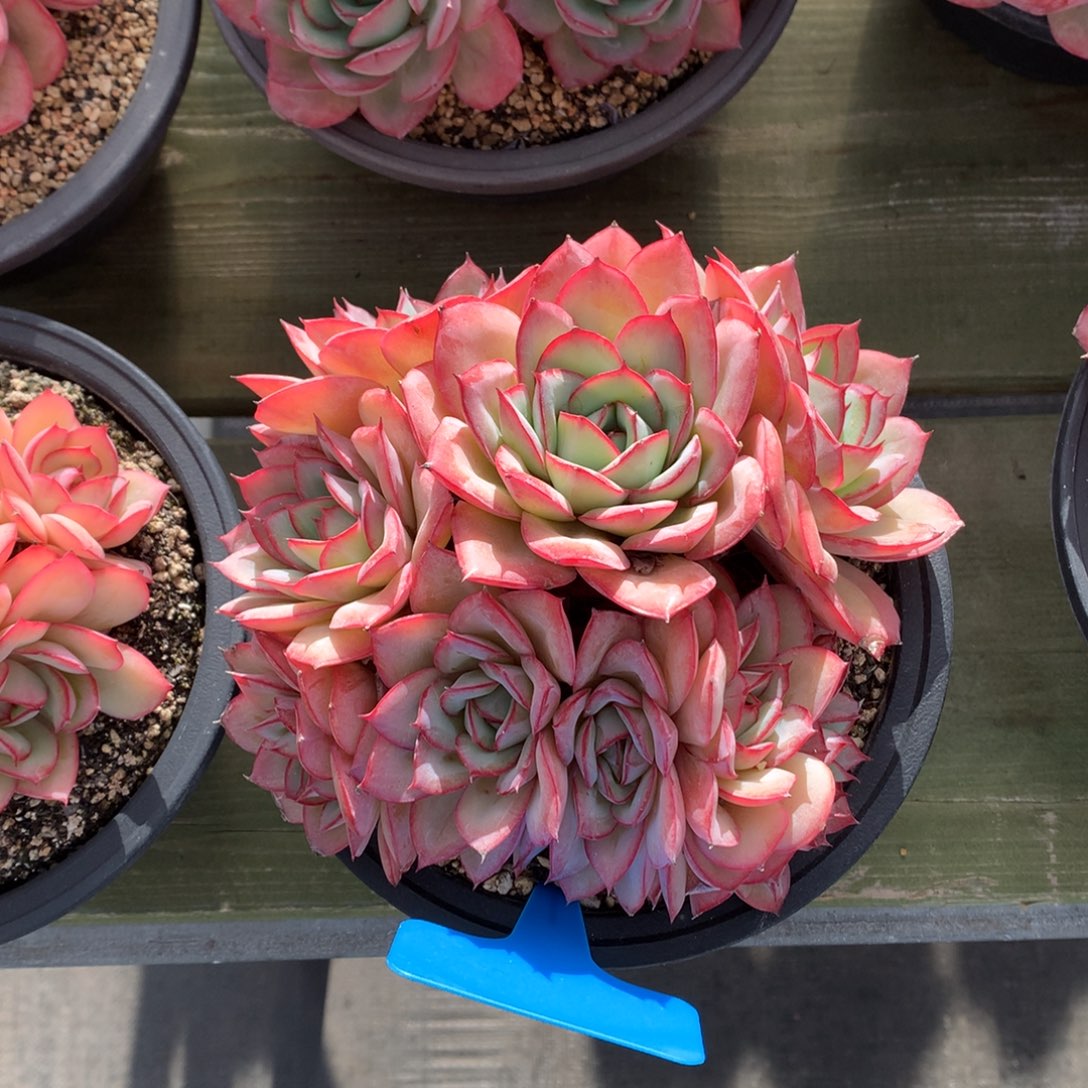 牡丹亭 多头  一颗  