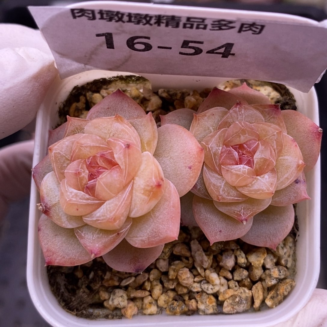 【闪购商品】16-54粉钻