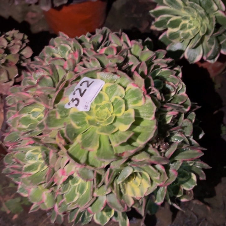 322海仙多肉植物不售后
