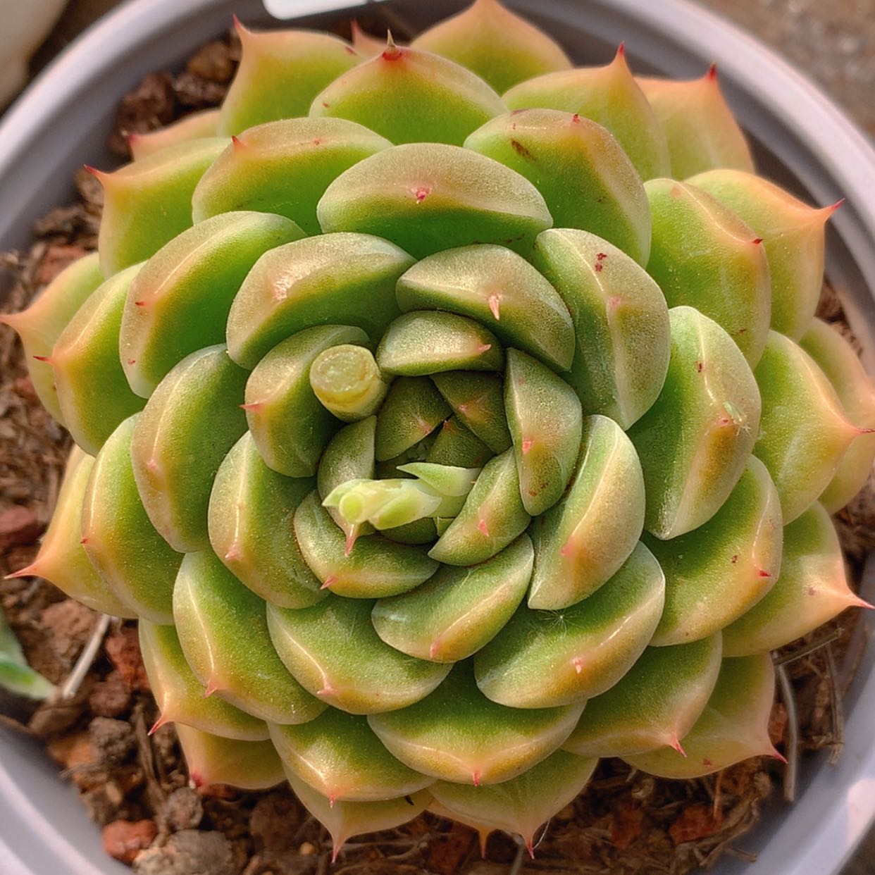 【闪购商品】云3109