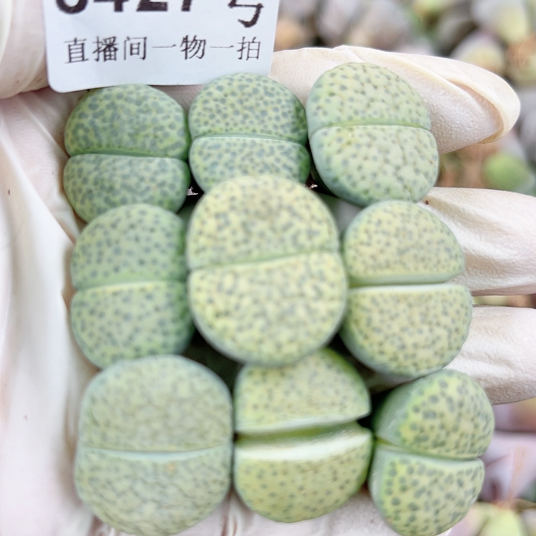 8427 好养易活生石花大母本9个