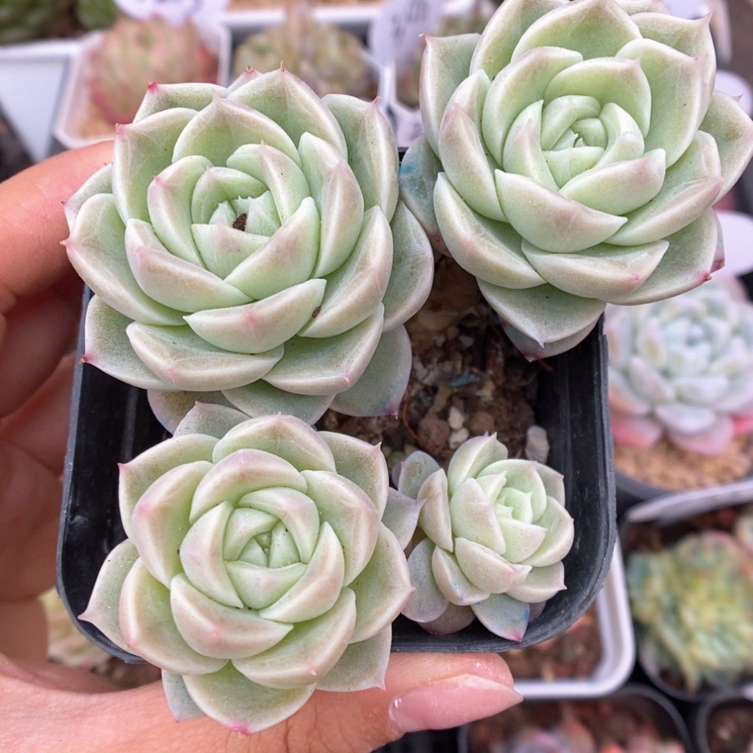 白芷珍妮变异群生可拍 