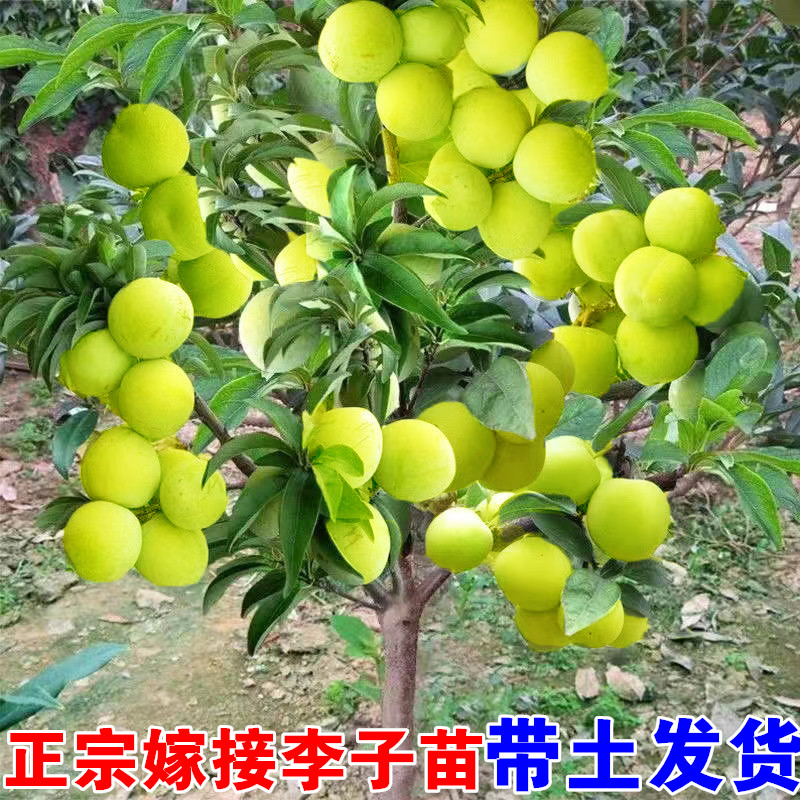 蜂糖李子树苗三华李脱骨李芙蓉李西梅树树苗晚熟黄金奈李子果树苗