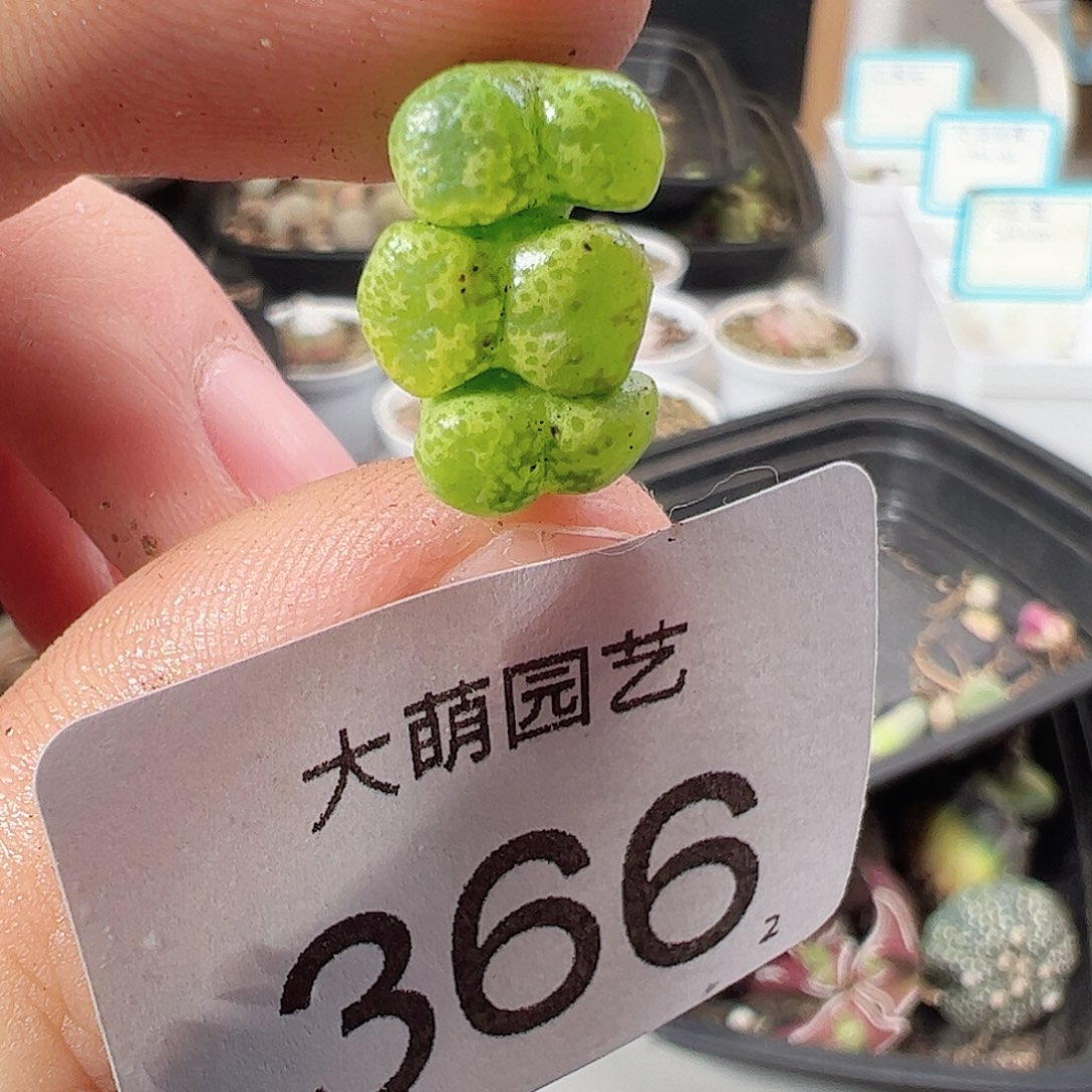 0000366绿野仙踪勋章一物一拍……