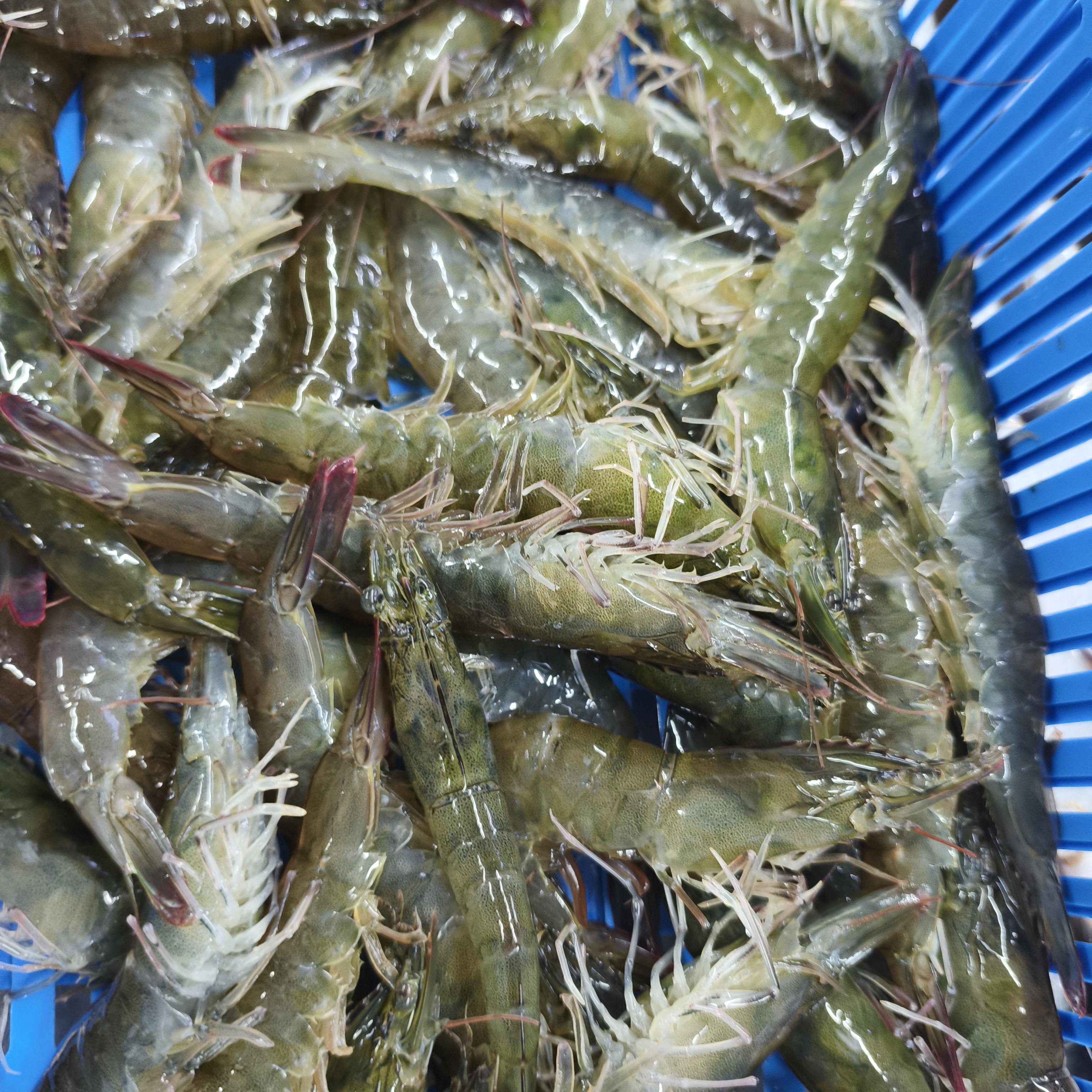 （小时达）海水大虾2斤 【保鲜不保活】