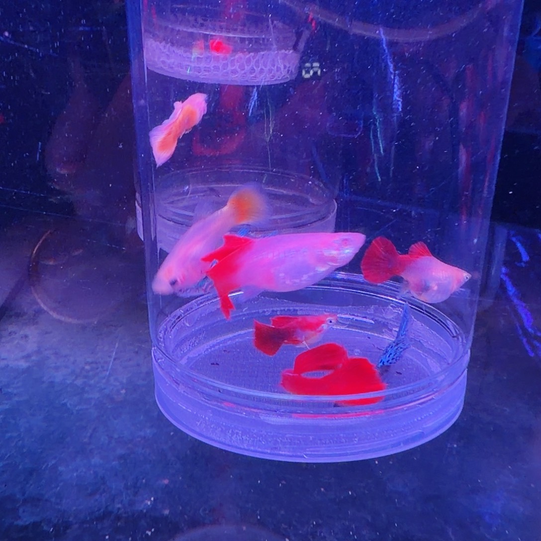 海水鱼黄暴球一对 黄金玻璃猫1对 篮草一对 血红一对