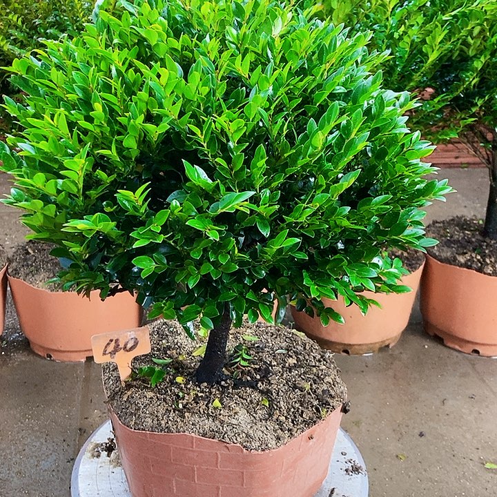 完全开放小叶紫檀木