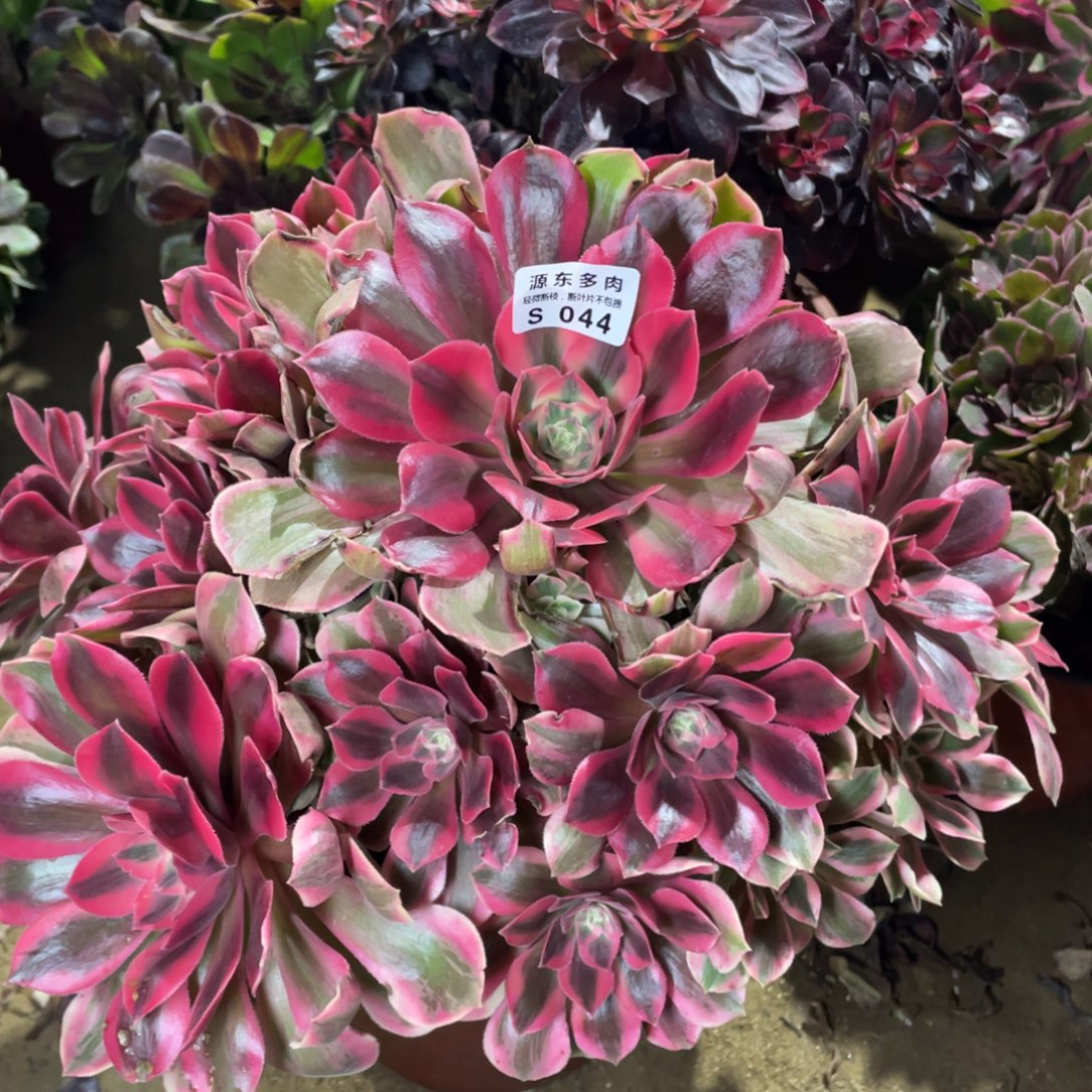 044女妖多肉法师断枝不包