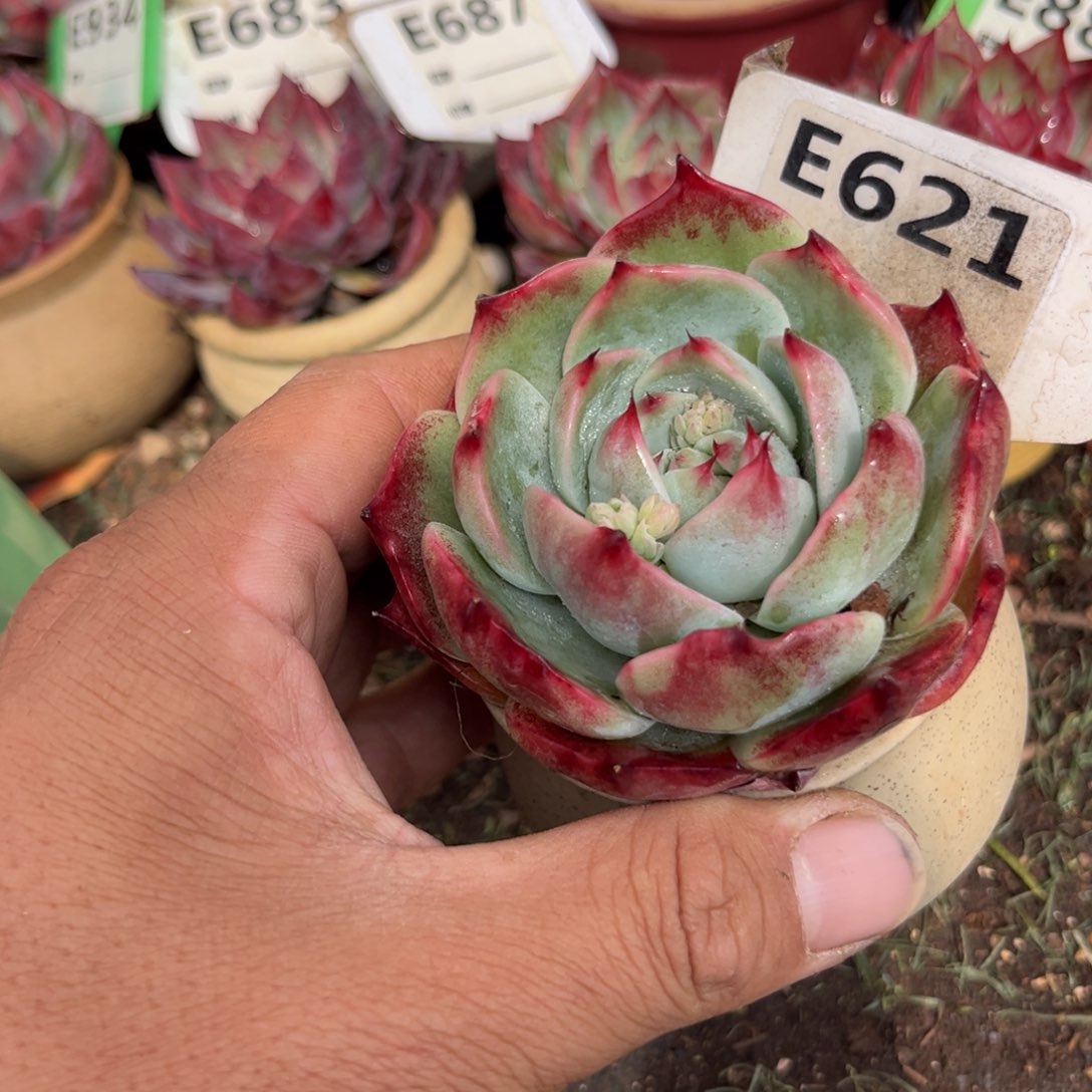 惊鸿一瞥621号多肉