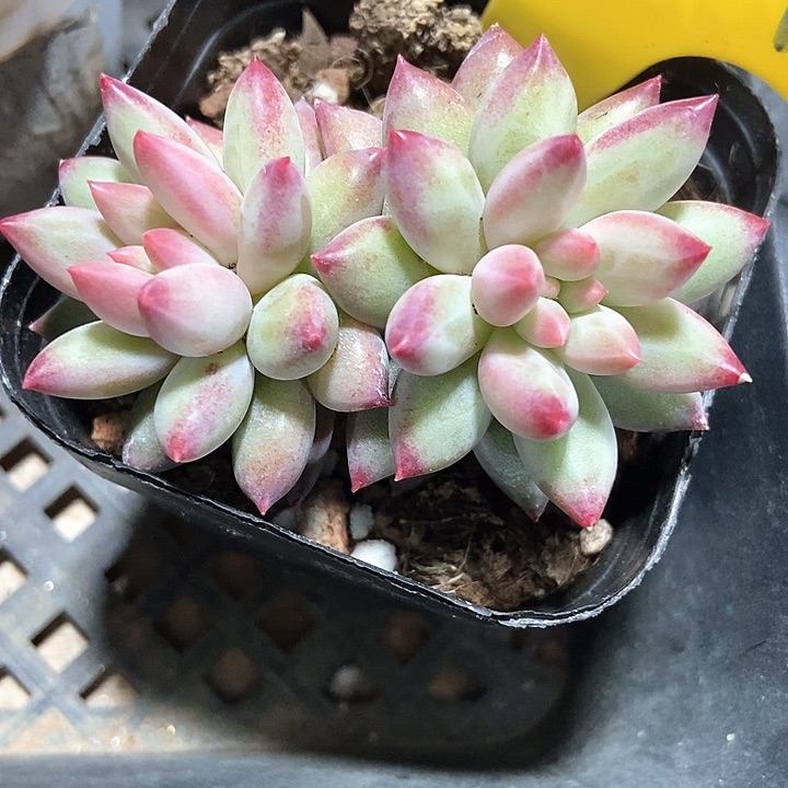 多肉植物虞美人959