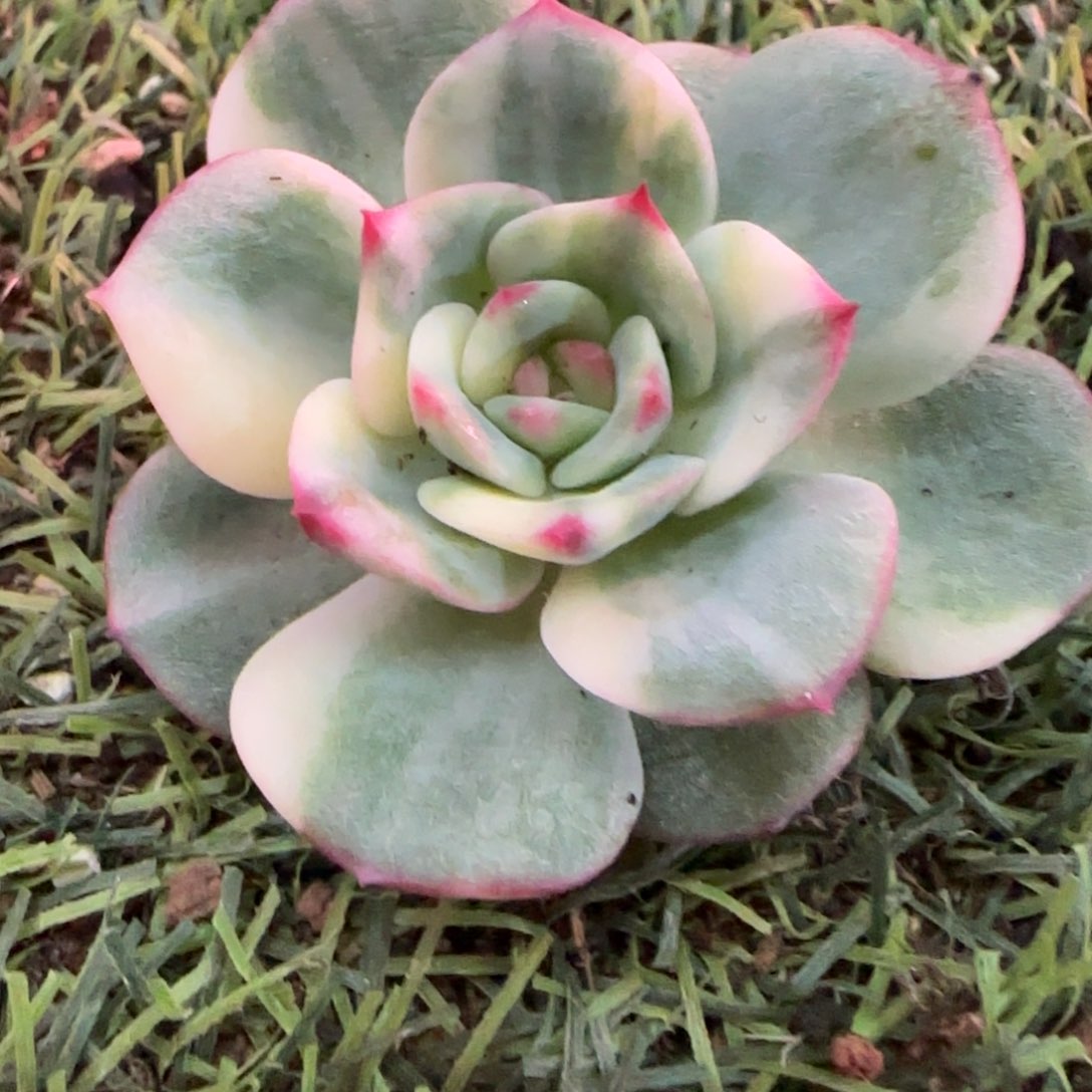 三文鱼锦多肉植物