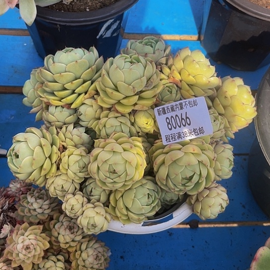 潜****蓝本吧8066多肉