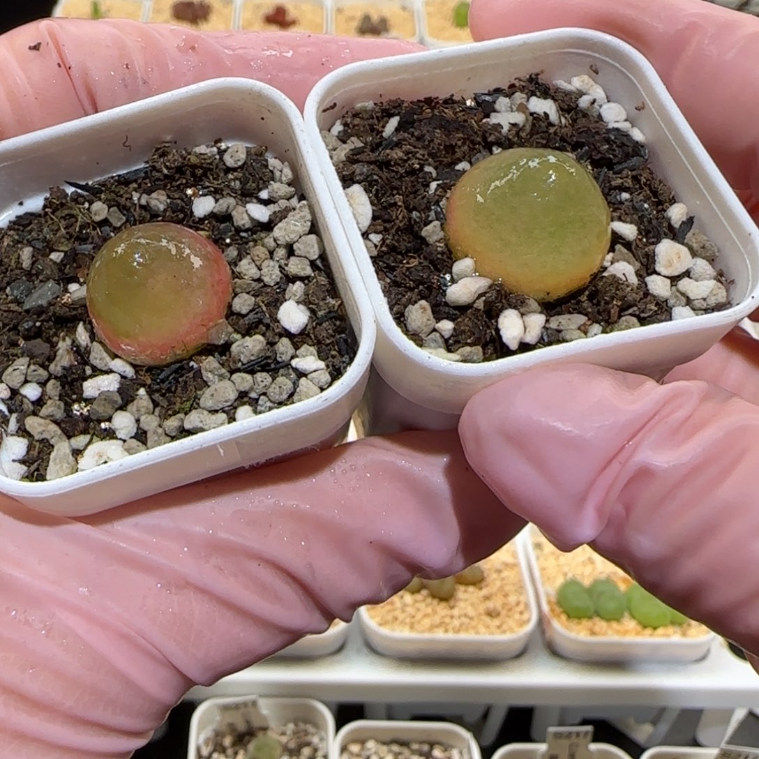 肉锥多肉植物百科-灯泡1664