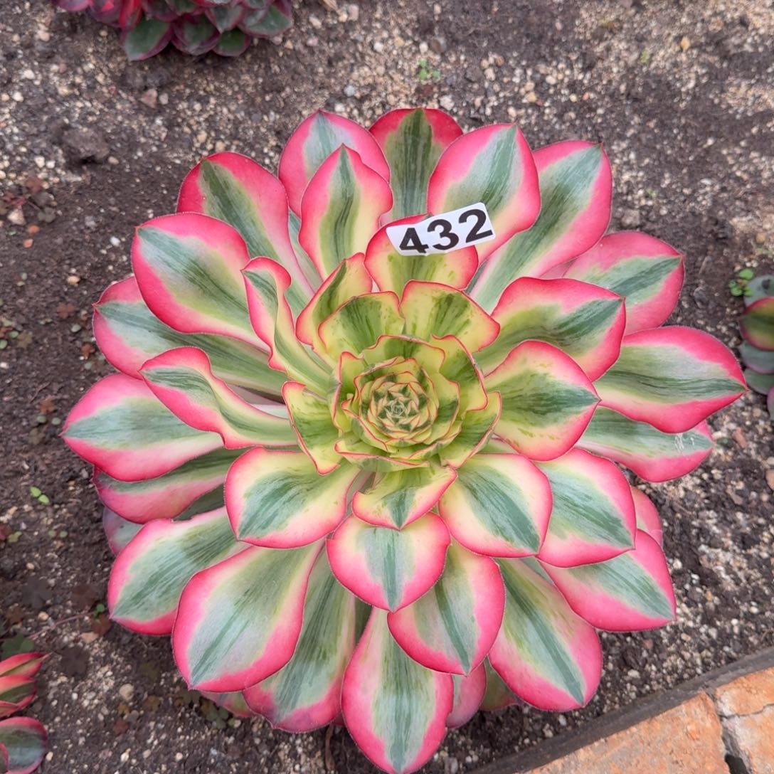 432多肉植物爱丽丝锦