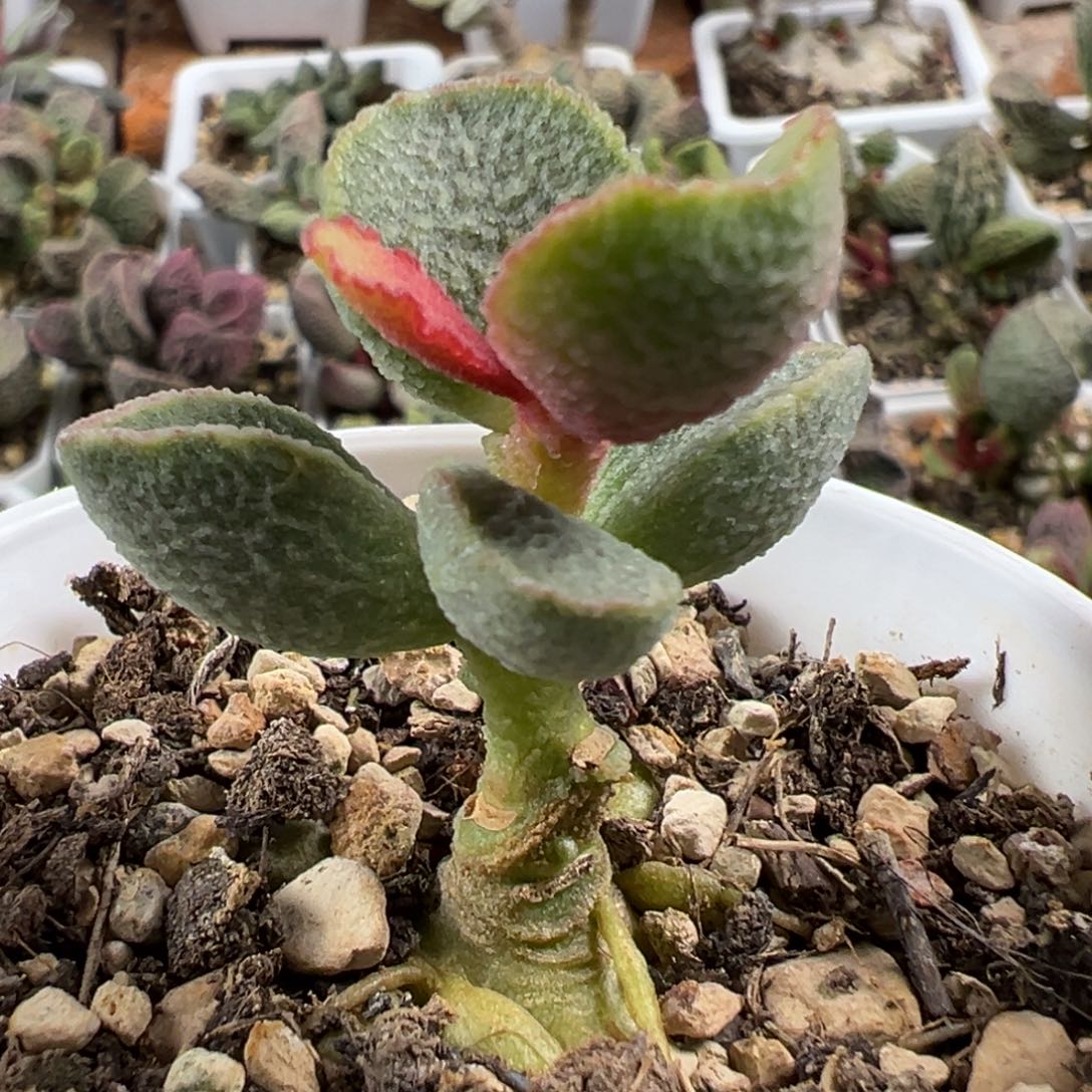 实生新品单头纯木质桩多肉植物