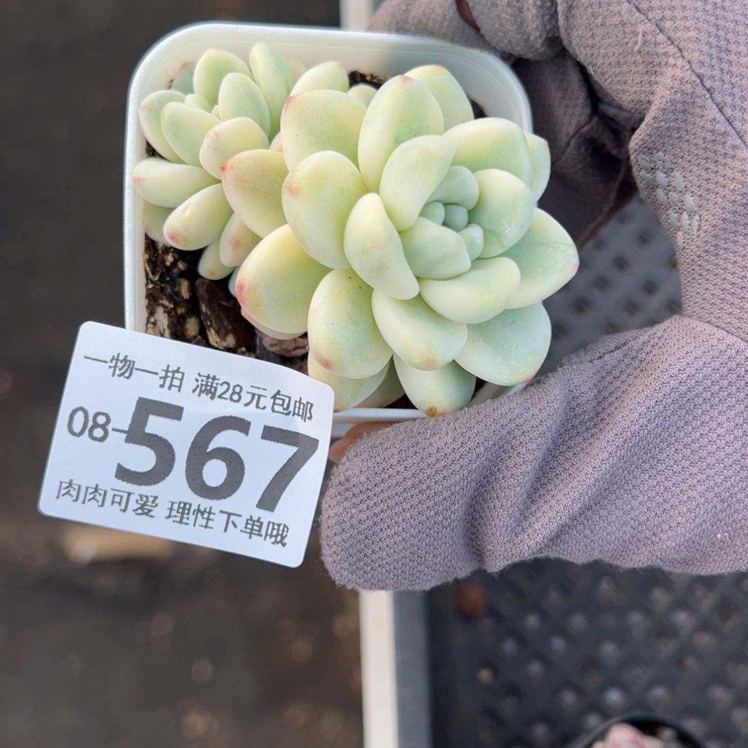 劳尔锦多肉多肉多肉多肉