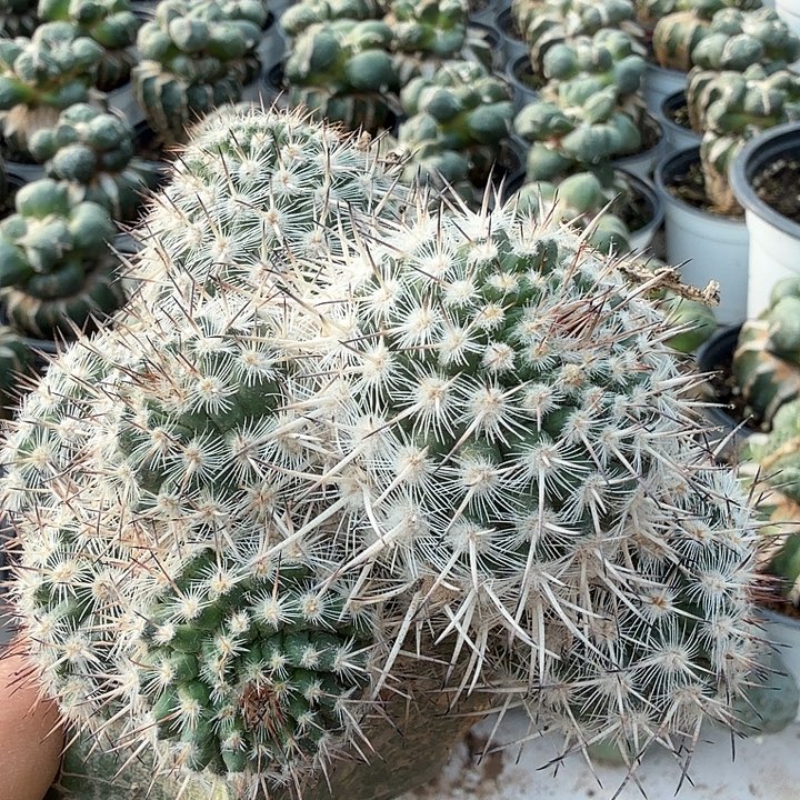 无花朵福利白王仙人球