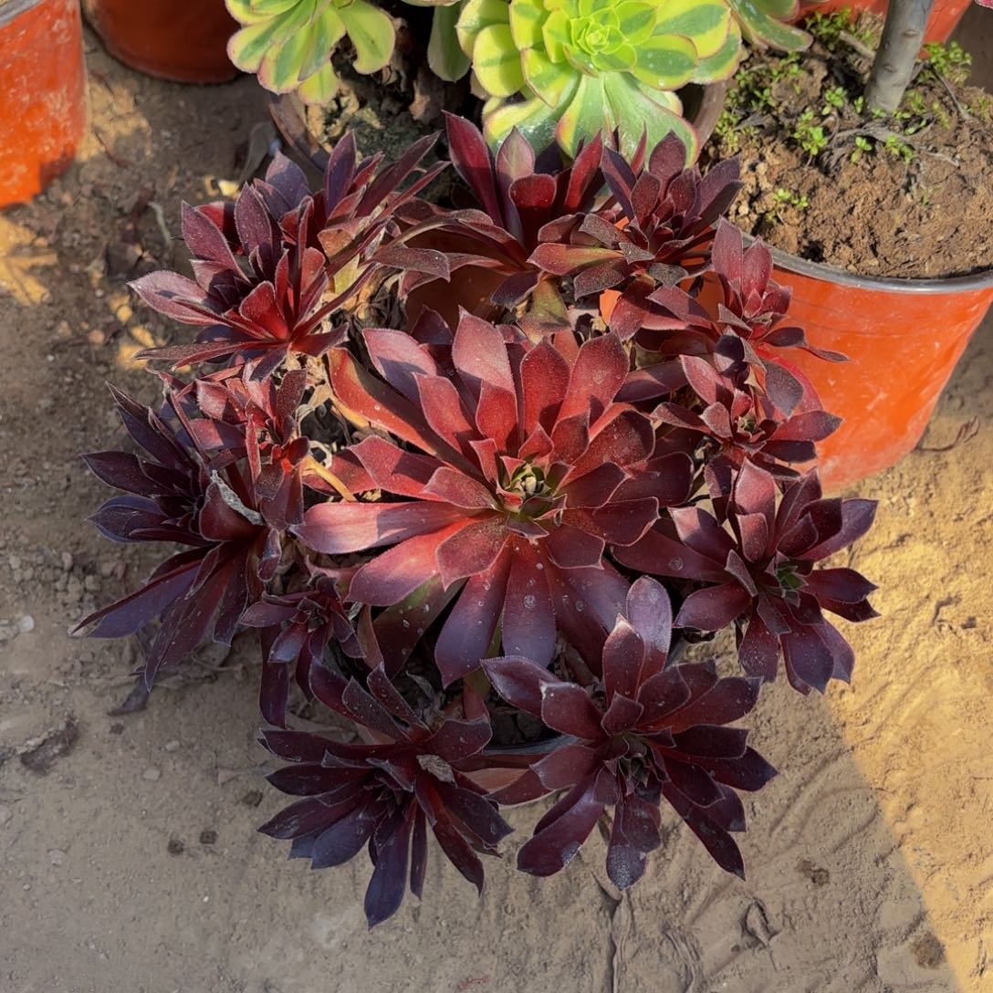 凤凰9.9法师多肉木质