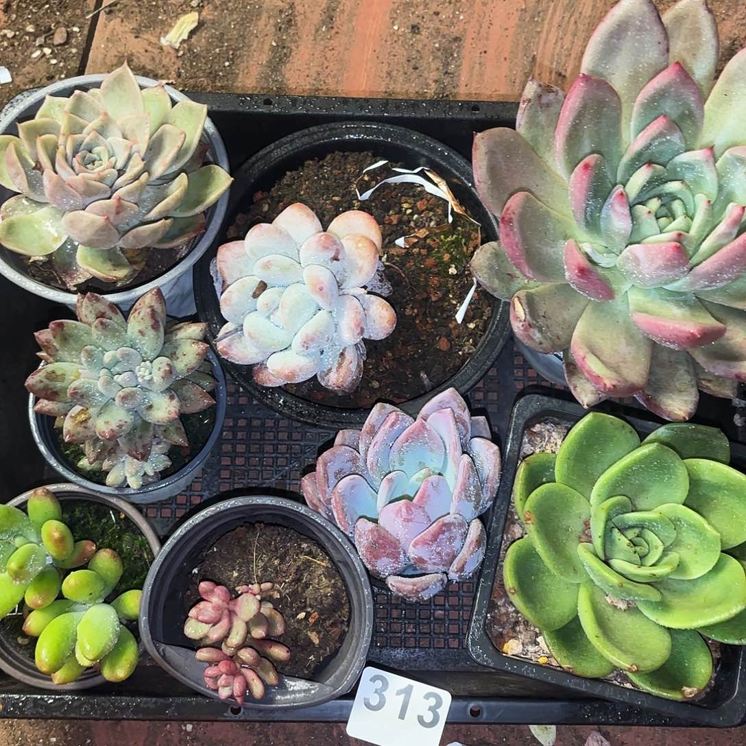 多肉植物空牌313号