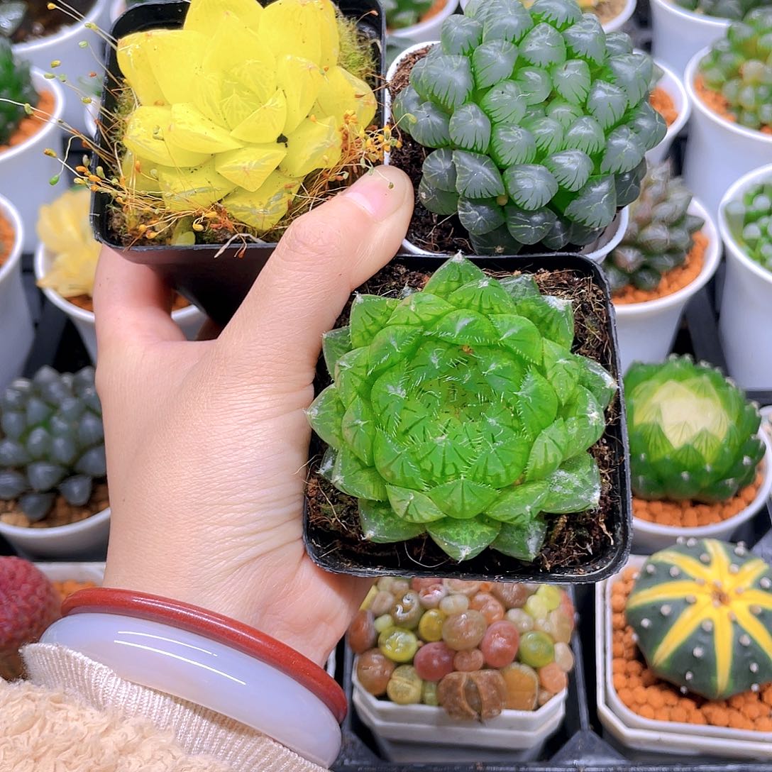 黄金玉露，蝉翼玉露，冰灯