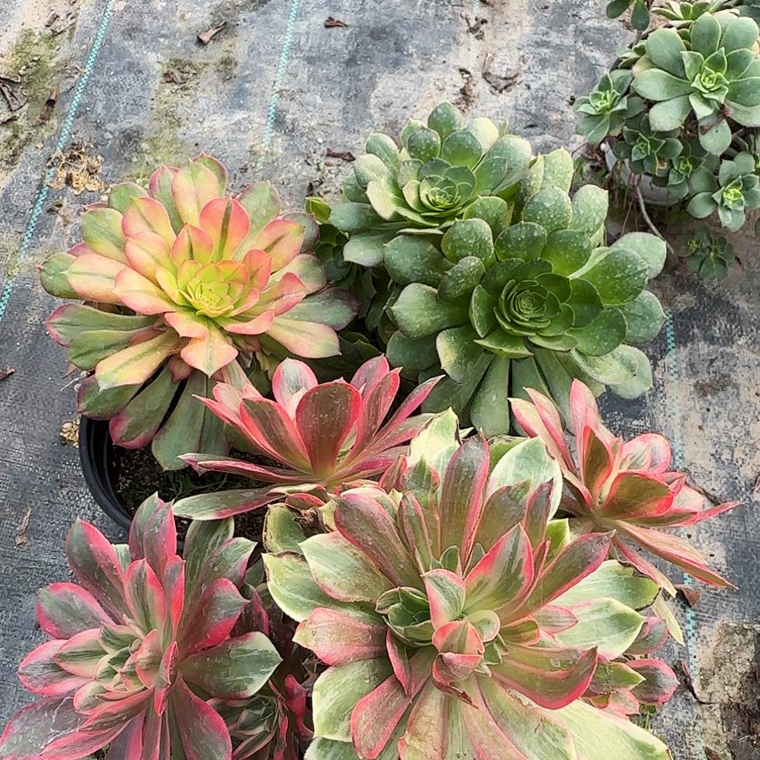 香妃，万圣节，浣纱有断枝，三颗