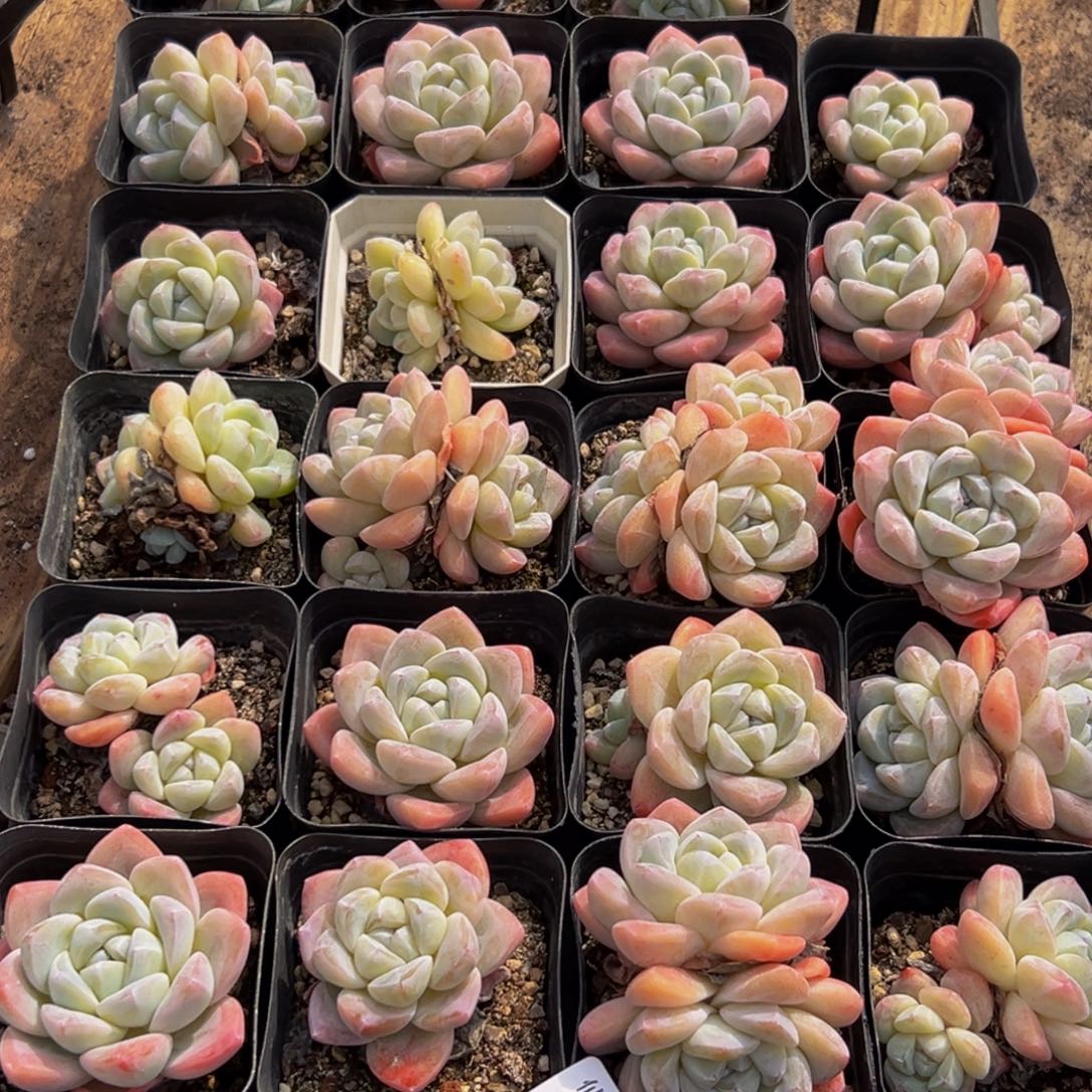 你***孩558多肉葡萄的味道是真的