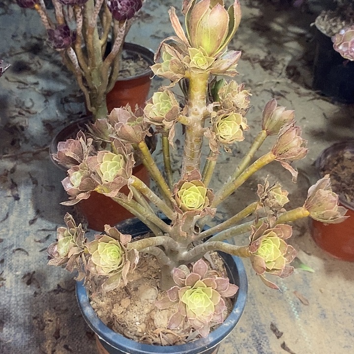灰法多肉植物019 