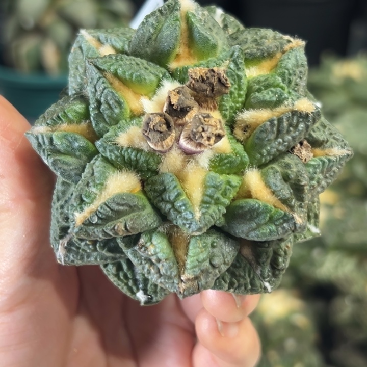 434 无根 晾3-5日后发货