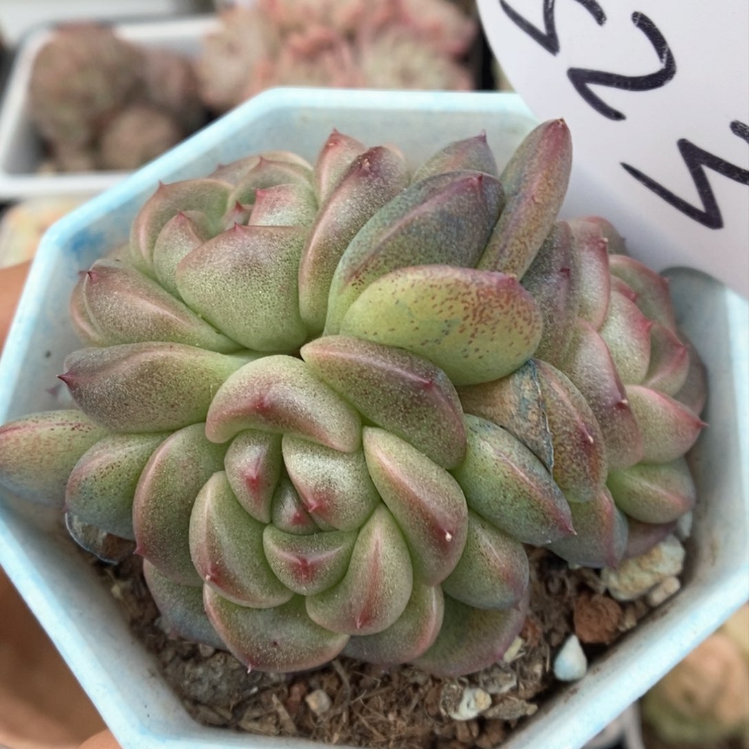 暮云新品群生可拍523号。