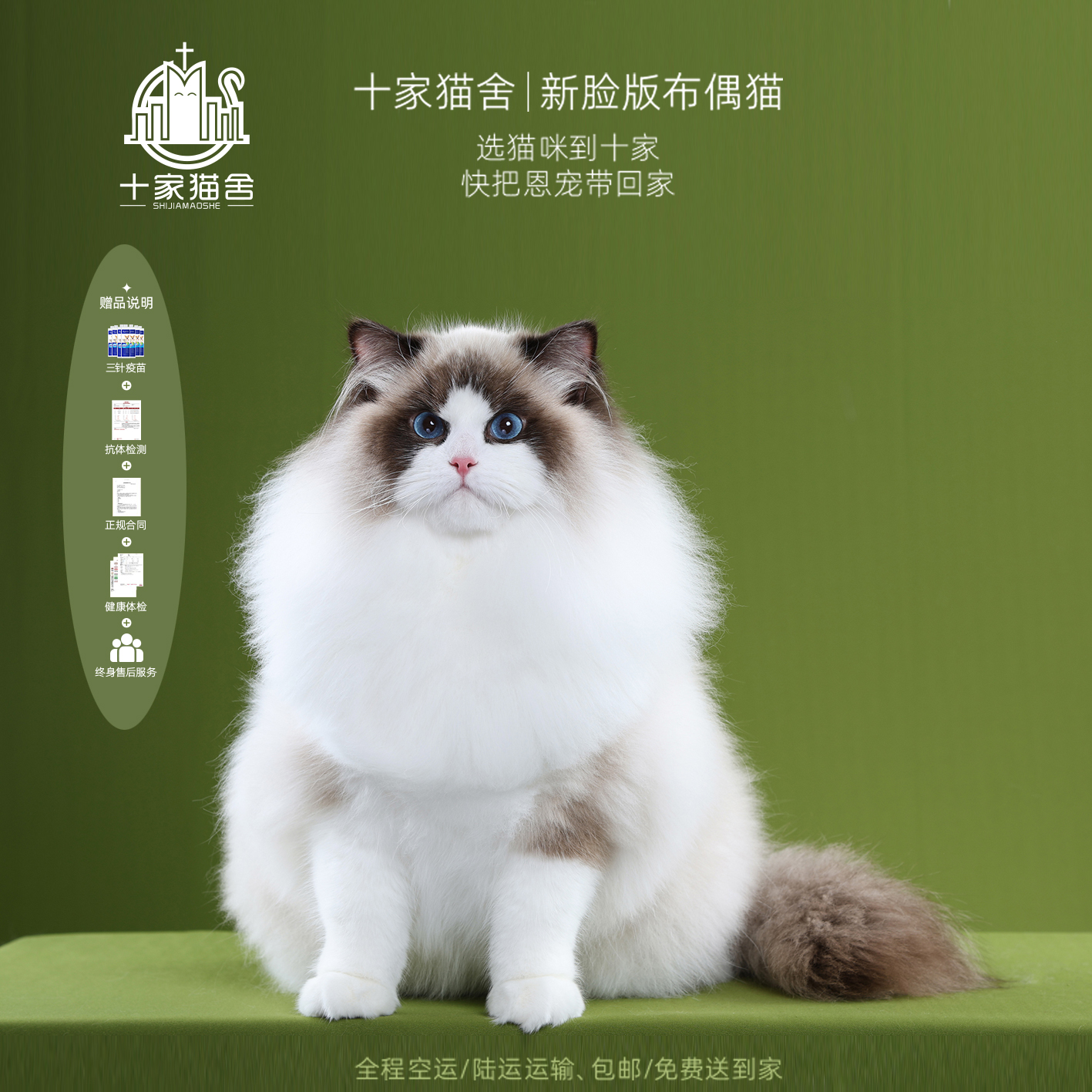 【十家猫舍】菘蓝-弟弟 I新脸版布偶猫I猫咪活体