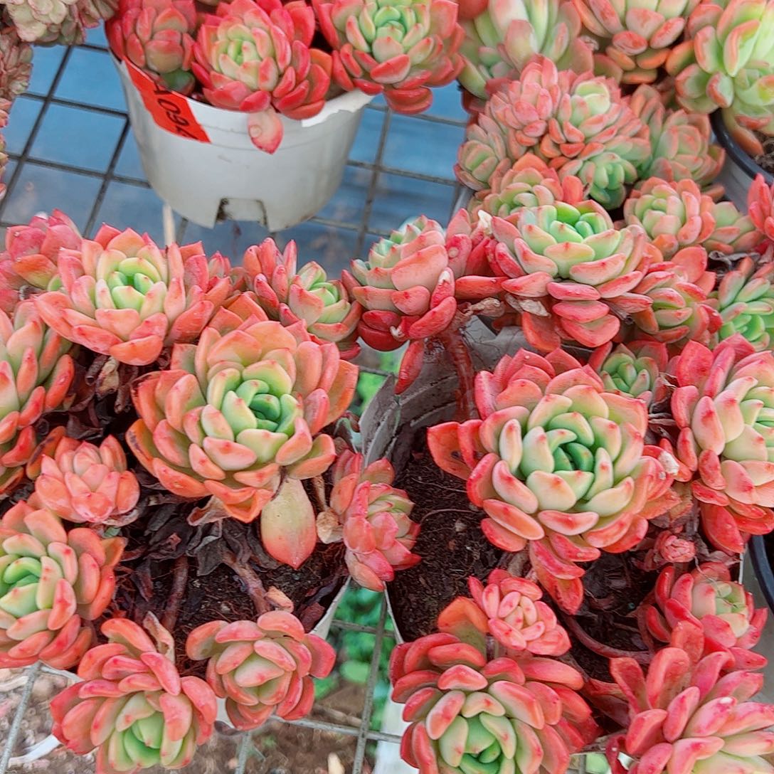 芬达多头造型精品二盆特价