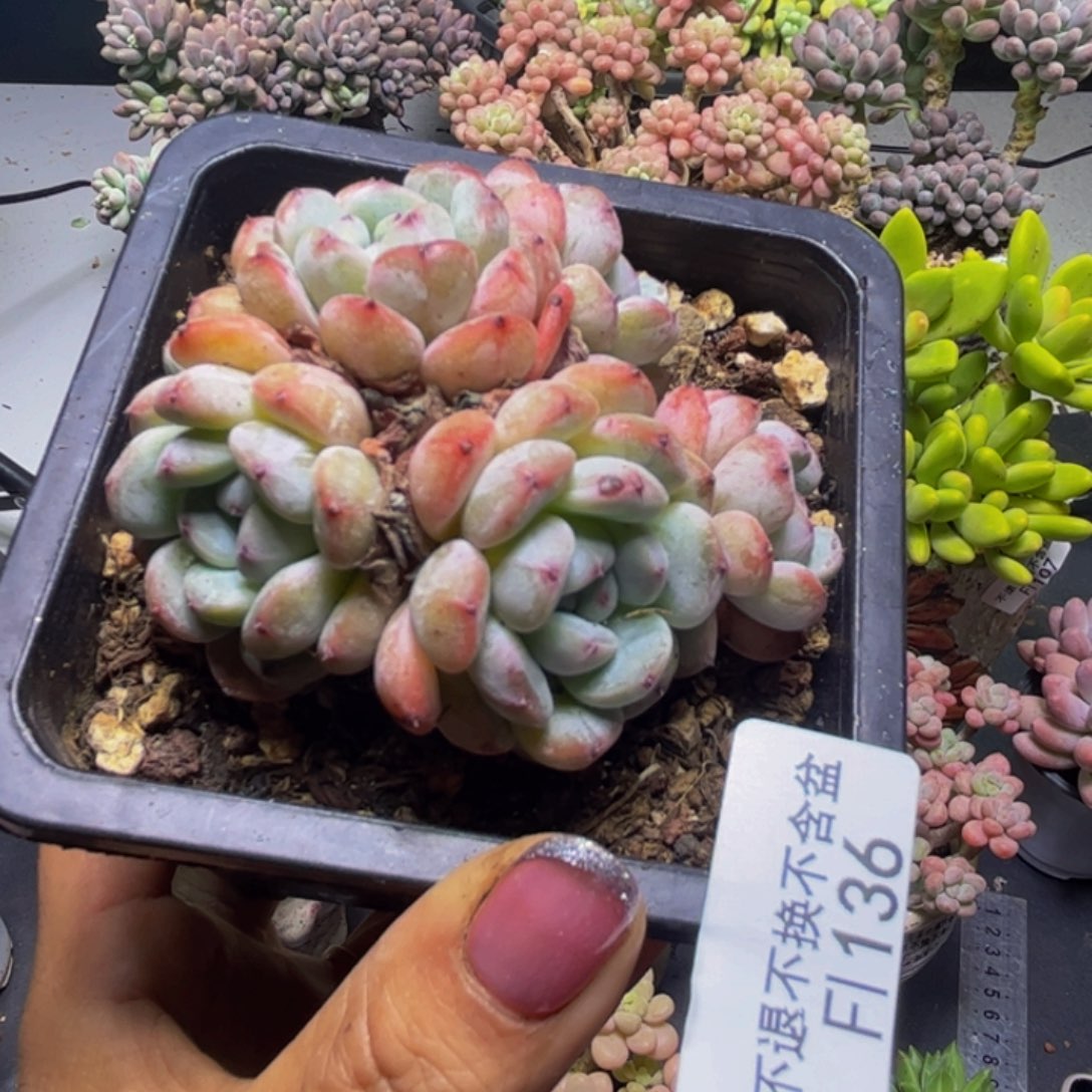 雪爪136/7cm多肉多肉