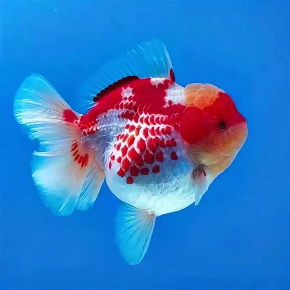 精品泰狮玛丽兰寿观赏鱼淡水好养