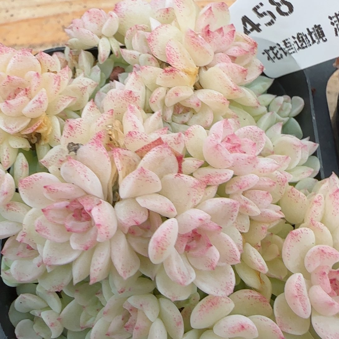 花语逸镜0203-458散