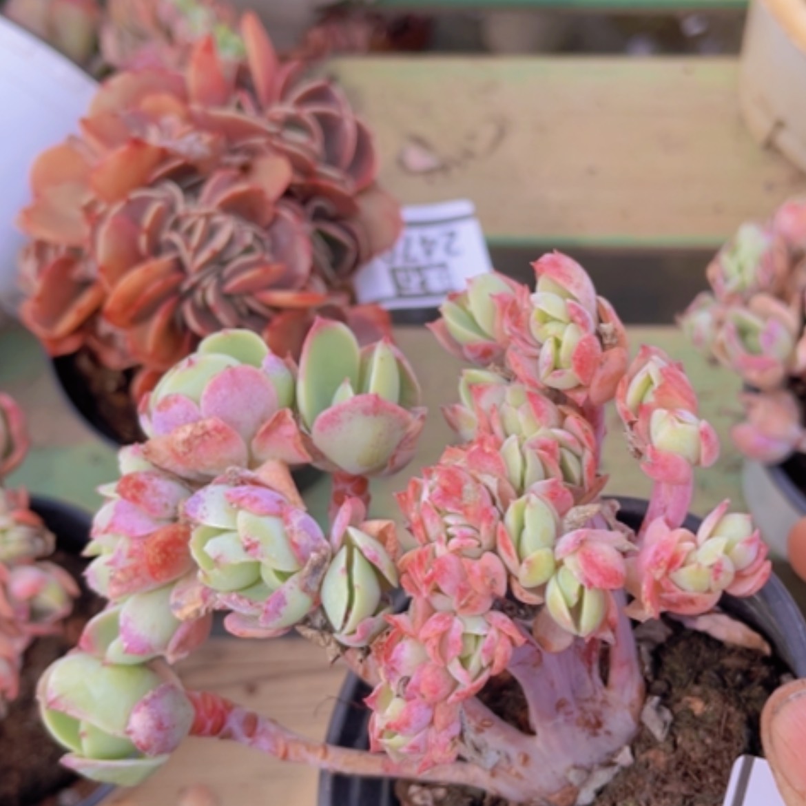 【闪购商品】碧桃缀2483