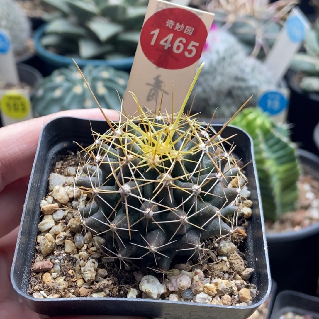 实生金勾刺球一颗仙人球