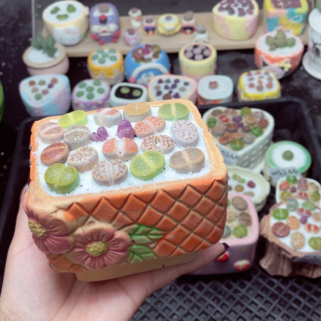 w5255 -零下地区拍保温箱-15支持寄养