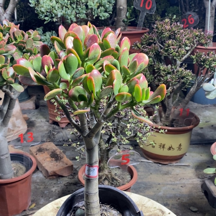 夜***客黄金花月一物一拍